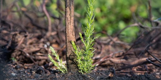 Wildfire Season: Will History Repeat Itself?